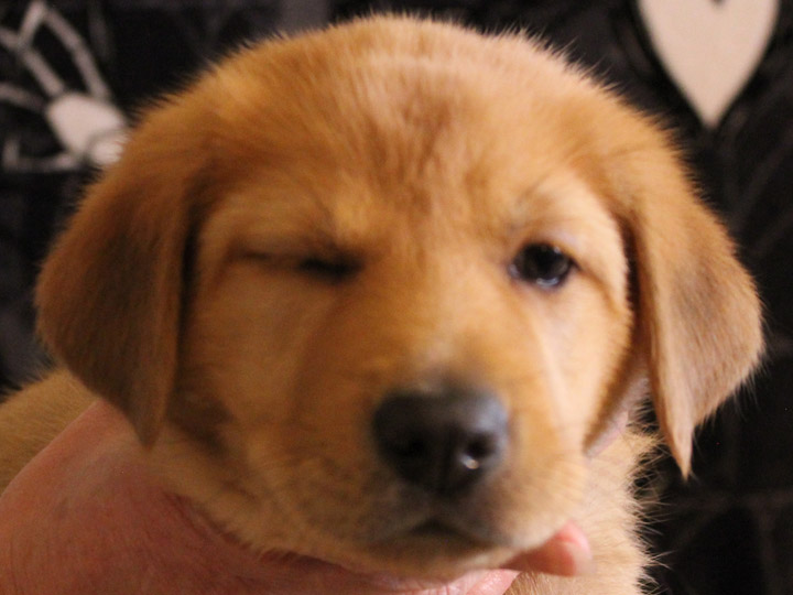chinook puppy